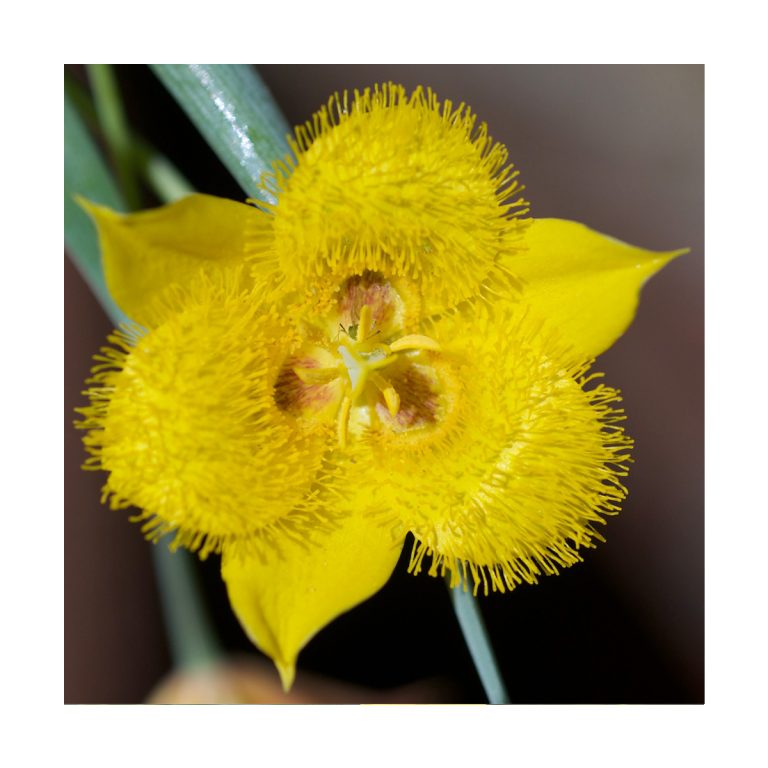 Star Tulip (Tulipán estrellado) - Imagen 2