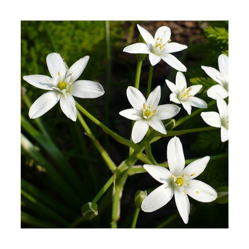 Star of Bethlehem - Flores de Bach