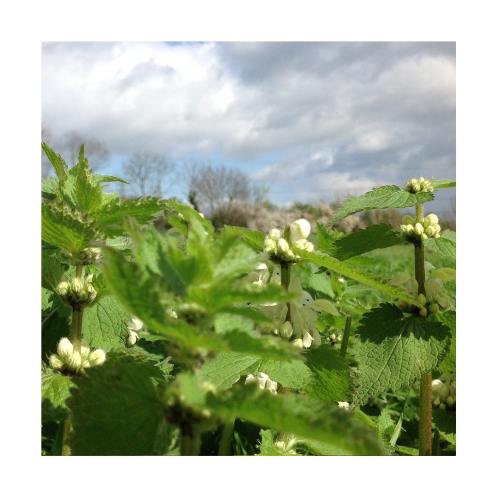 Stinging Nettle Ortiga Pringamosa Gaia Esencias