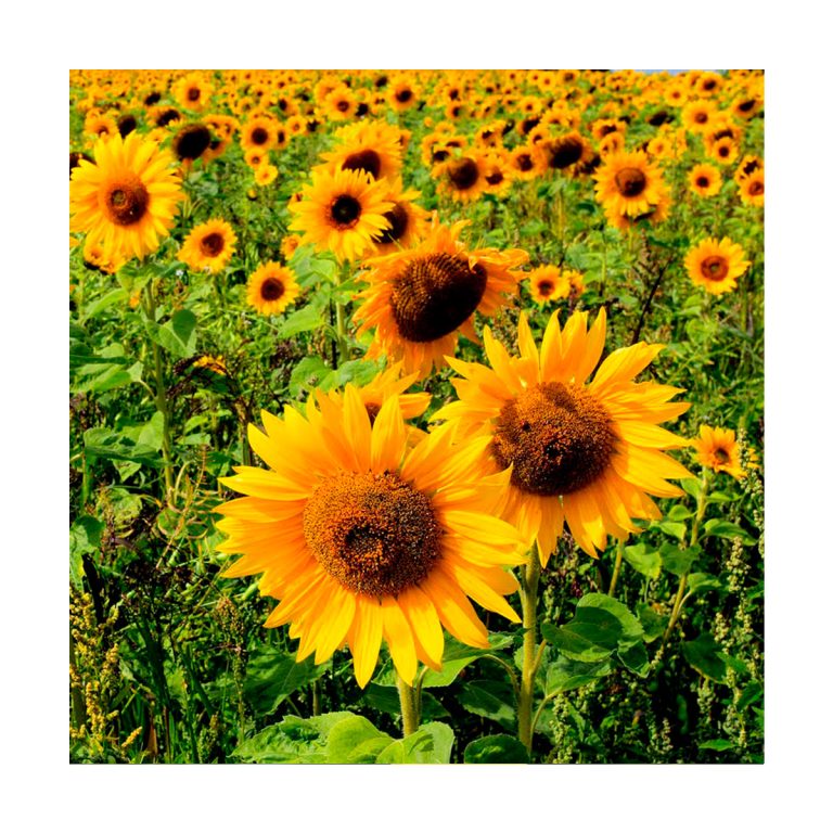 Sunflower (Girasol) - Imagen 2