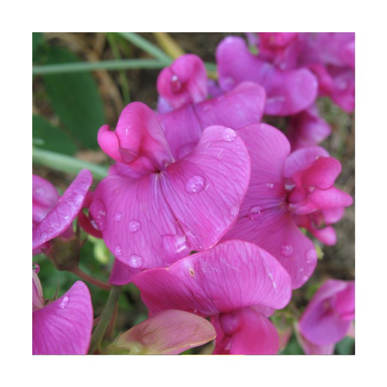 Sweet Pea (Guisante de olor) - Imagen 2