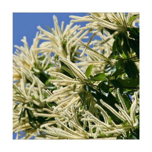 Sweet Chestnut - Flores de Bach - Imagen 2