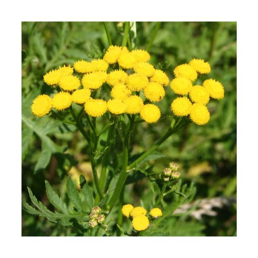Tansy (Tanaceto) - Imagen 2