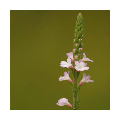 Vervain - Flores de Bach - Imagen 2