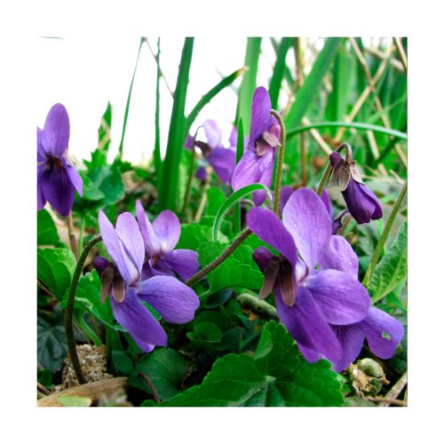Violet (Violeta) - Imagen 2