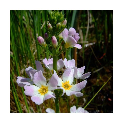 Water Violet - Flores de Bach - Imagen 2