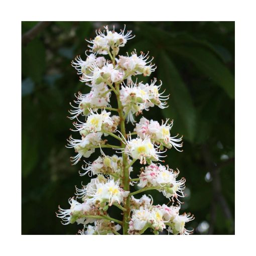 White Chestnut - Flores de Bach - Imagen 2