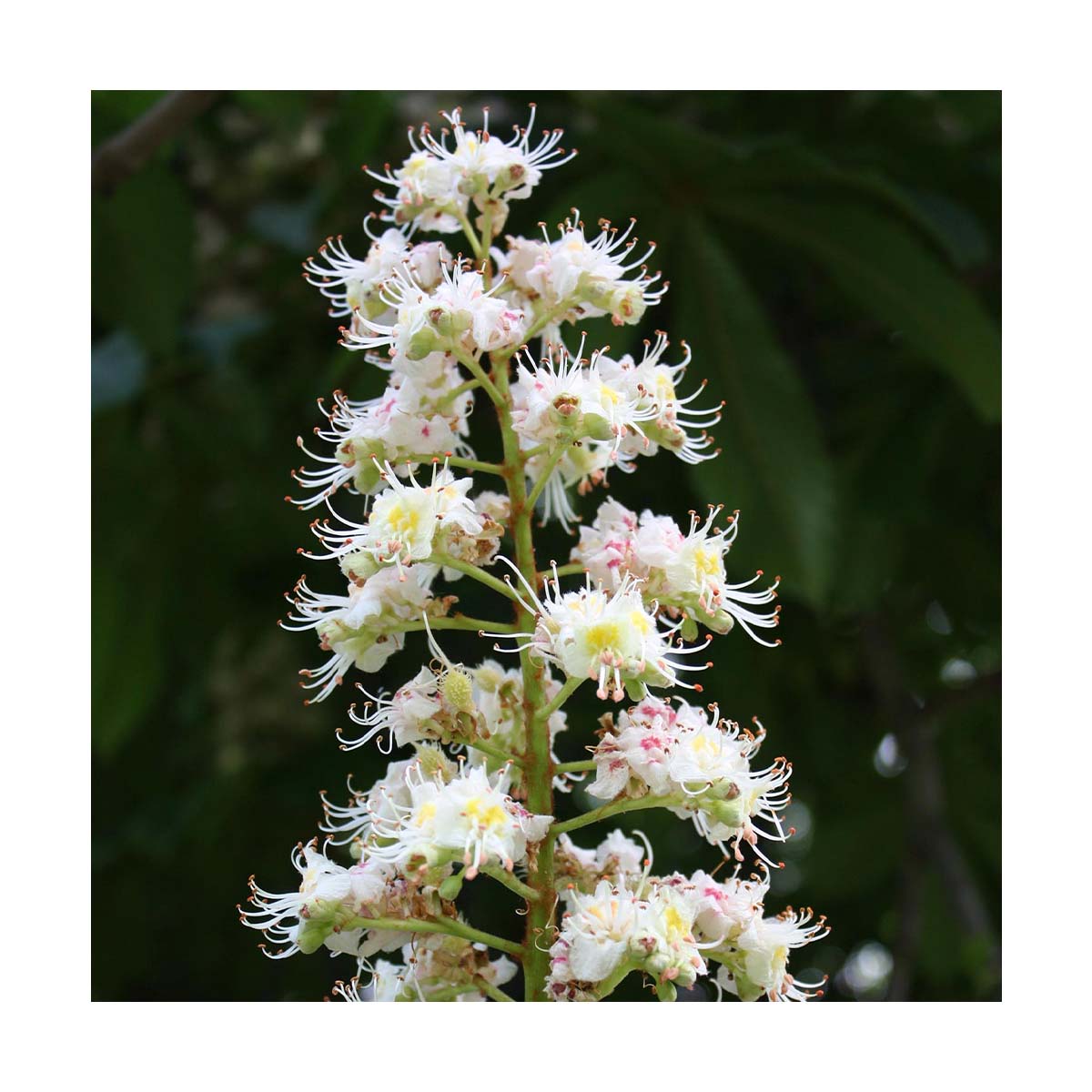 White Chestnut - Fiore di Bach Biologico - Salute in Erba