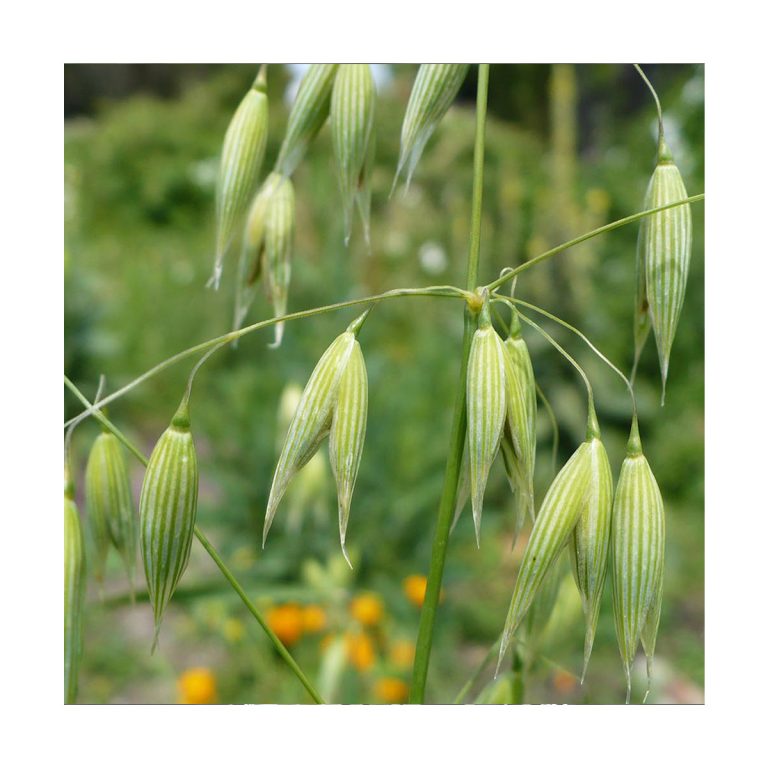 Wild Oat - Flores de Bach - Imagen 2