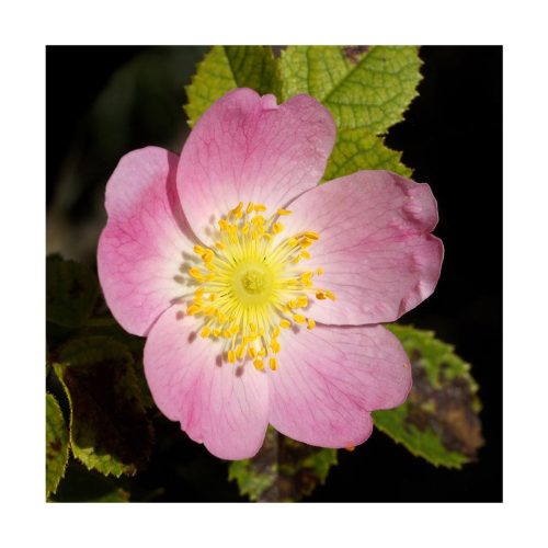 Wild Rose - Flores de Bach - Imagen 2