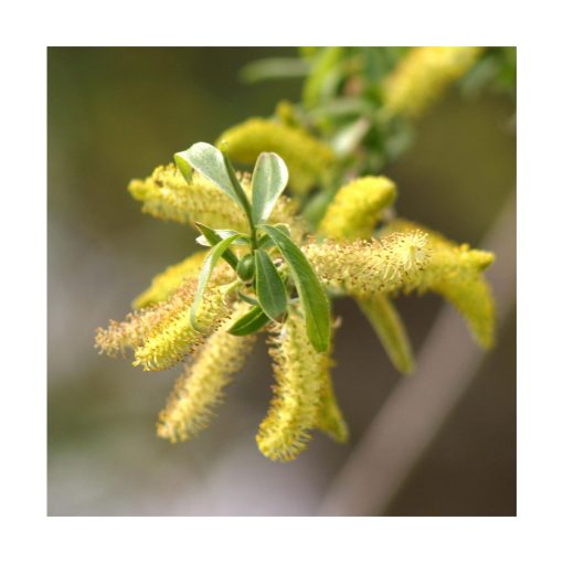 Willow - Flores de Bach - Imagen 2