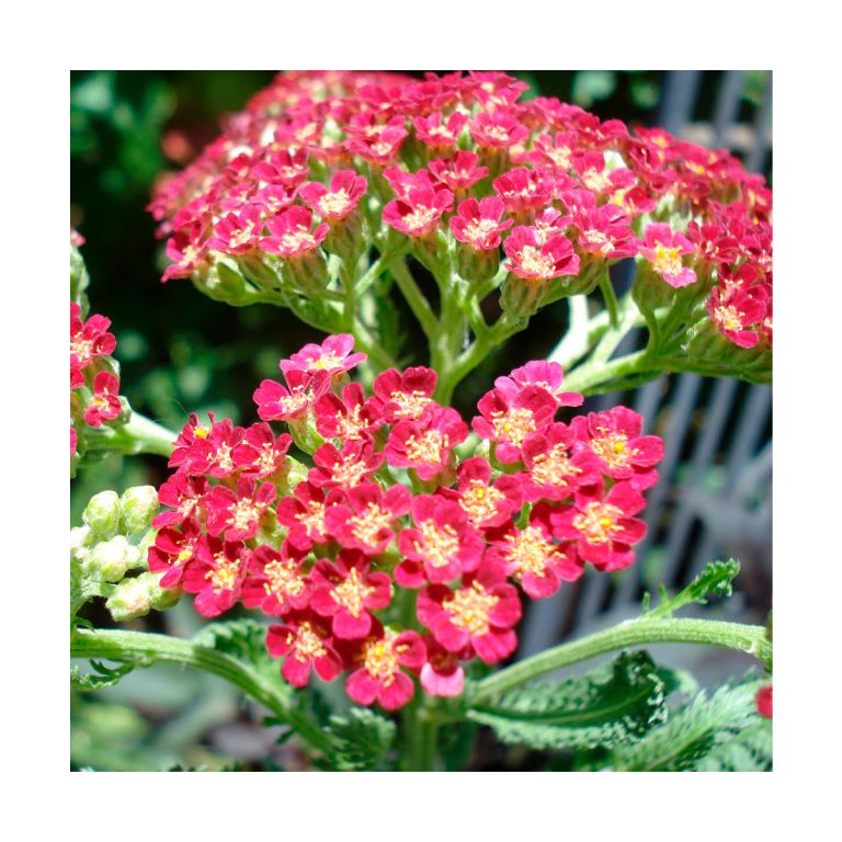 Yarrow Pink (Milenrama rosa) - Imagen 2