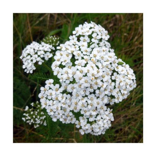 Yarrow White (Milenrama blanca) - Imagen 2