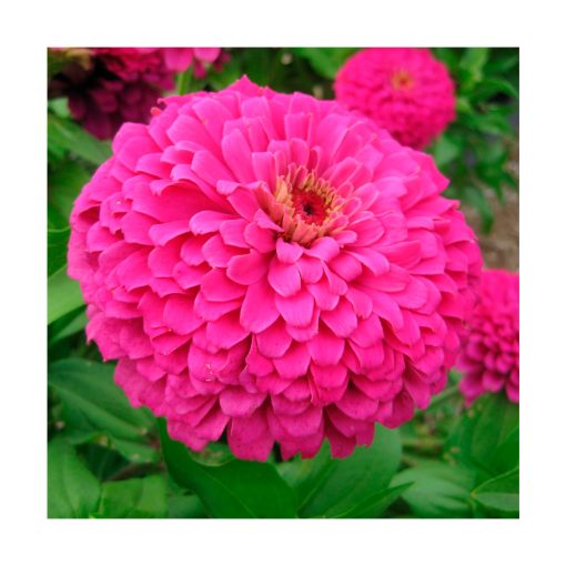 Zinnia (Cinia) - Imagen 2