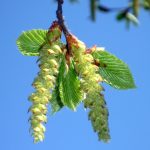 hornbeam flor de Bach