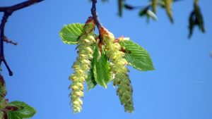 hornbeam flor de Bach