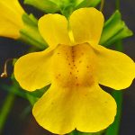 mimulus flor de Bach