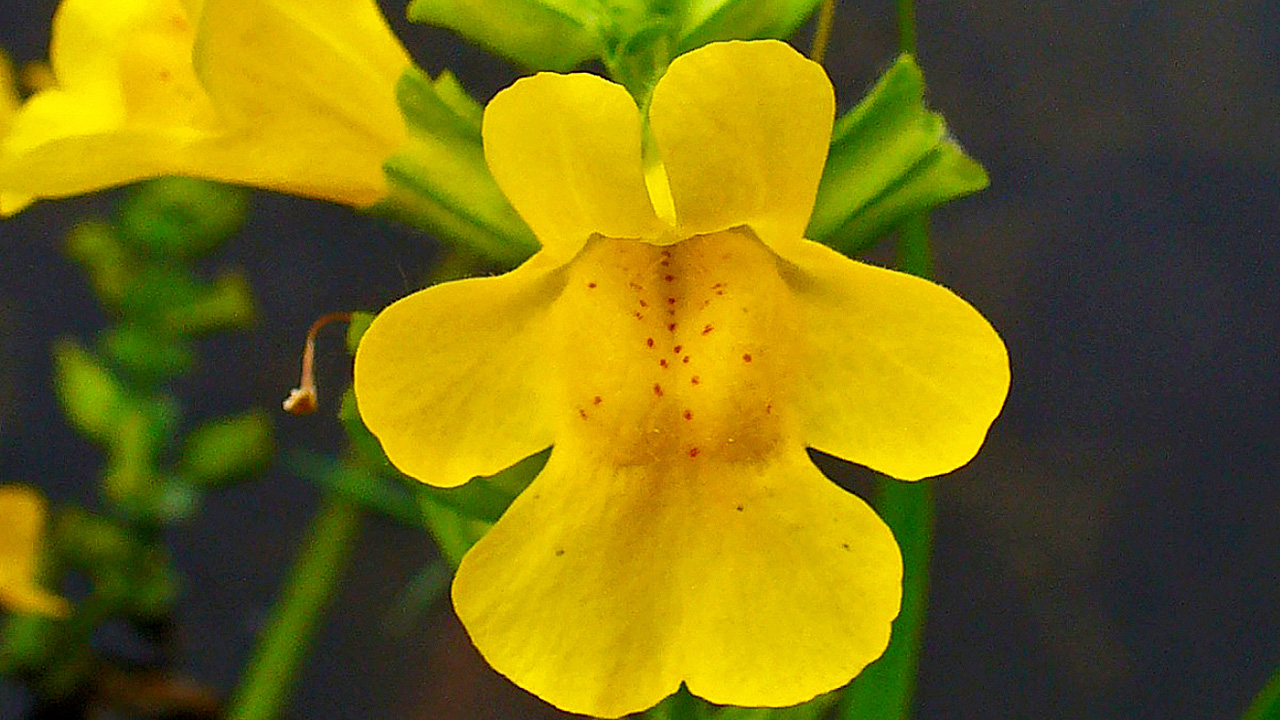 mimulus flor de Bach