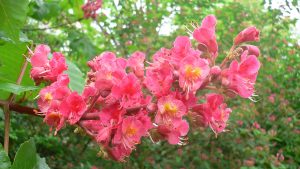 red chestnut flor de Bach