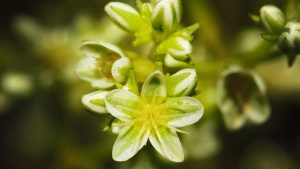 scleranthus flor de Bach
