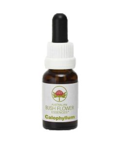 Calophyllum - Flores de Bush
