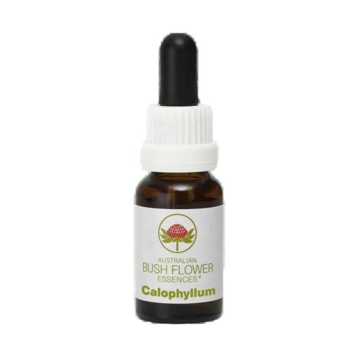 Calophyllum - Flores de Bush
