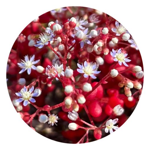 Sedum – Flores de Bush - Imagen 2