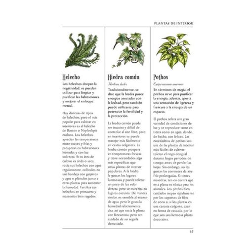 El Jardín de la Bruja Verde - Anin Murhpy - Imagen 3
