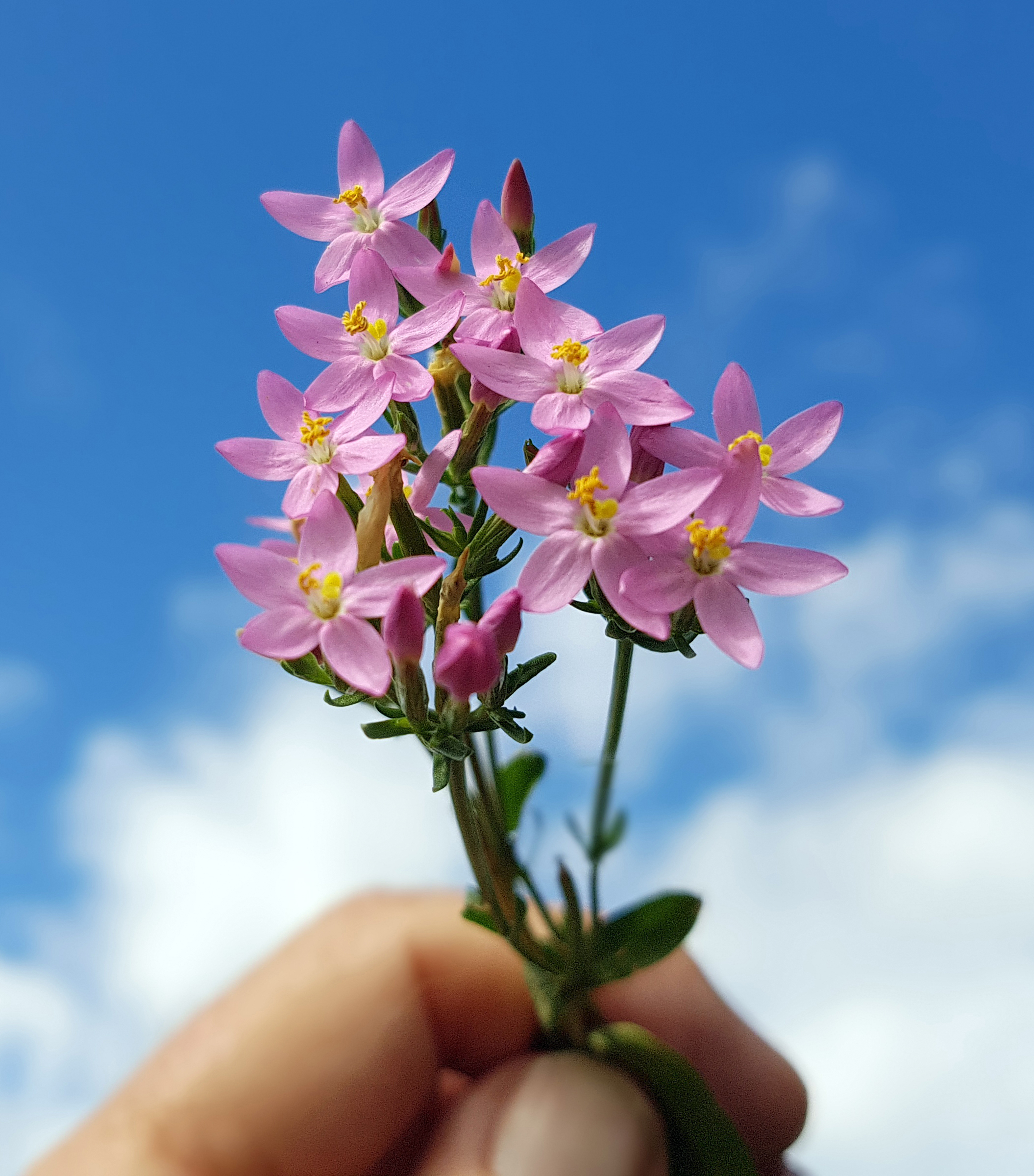 Flores de Bach Gaia Esencias